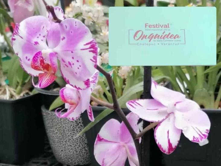 Ya viene el Festival Internacional de la Orquídea 2024 en Coatepec