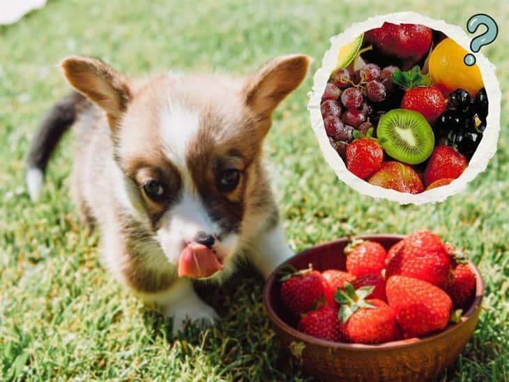 Mascotas: ¿sabes cuáles son las frutas que pueden comer los perros? 