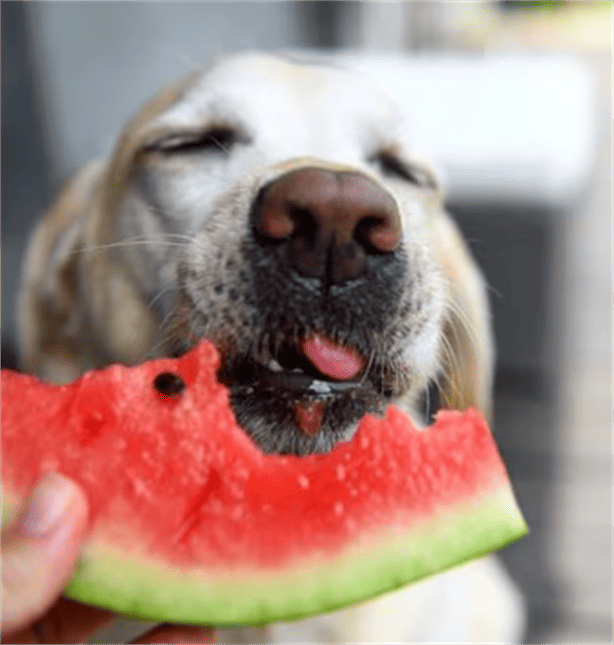 Mascotas: ¿sabes cuáles son las frutas que pueden comer los perros? 