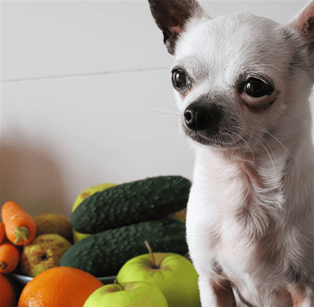 Mascotas: ¿sabes cuáles son las frutas que pueden comer los perros? 