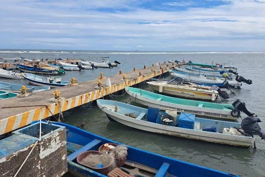 ¡Milagro! Pescadores de Veracruz pasaron de 5 kilos a sacar en sus redes 50 toneladas