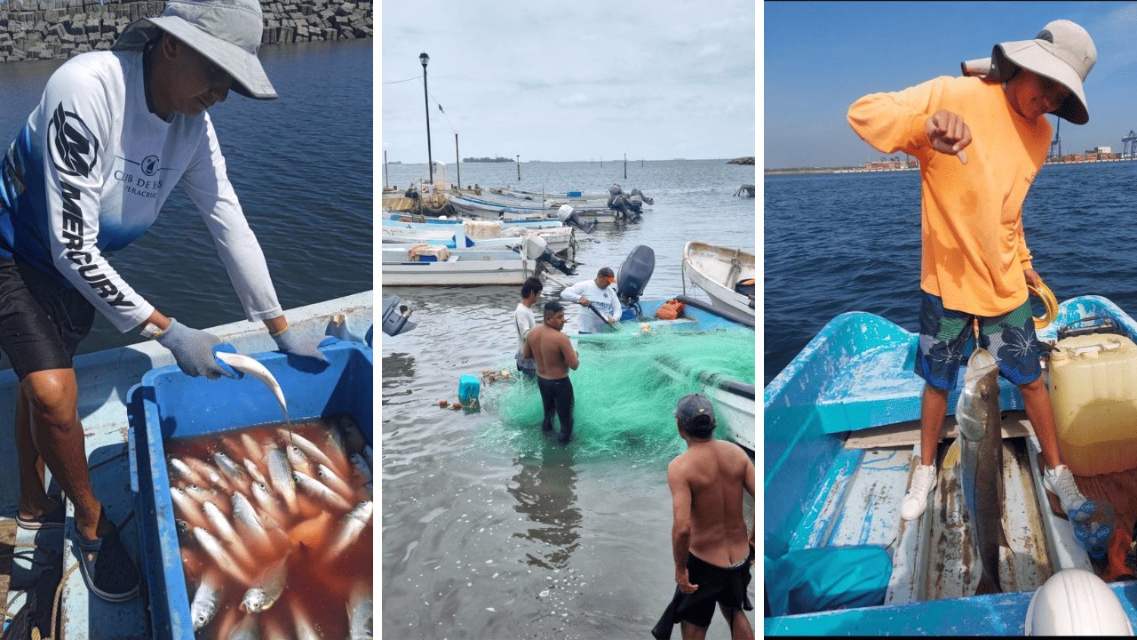 Pescadores de Veracruz señalan baja recuperación en la captura de especies