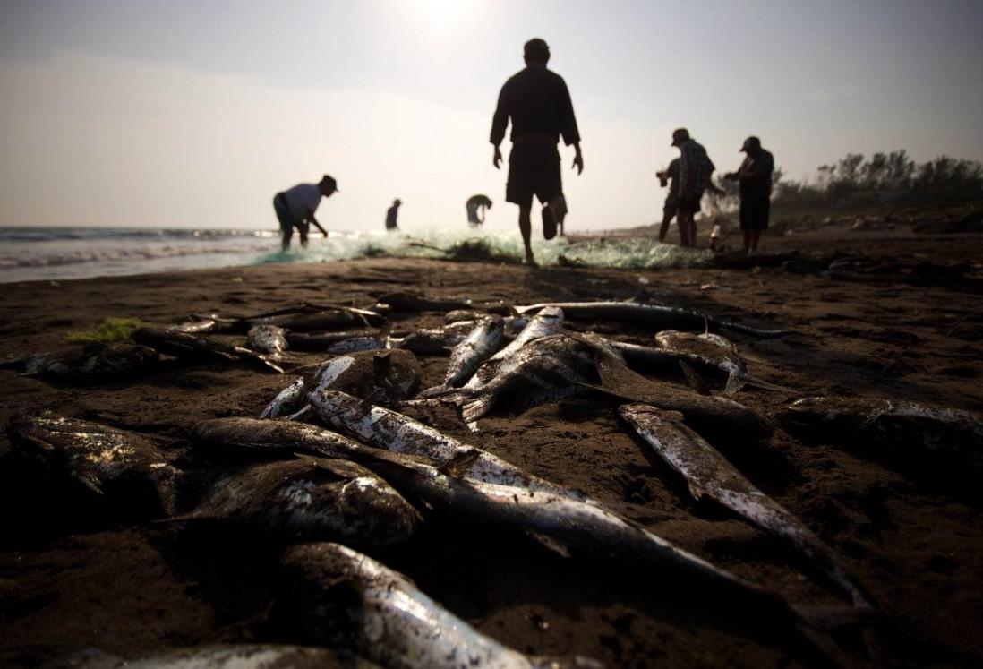 Precios en pescados y mariscos se han incrementado un 30% por Cuaresma