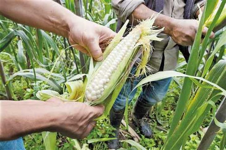 AMLO: México producirá alrededor de 300 millones de toneladas de maíz