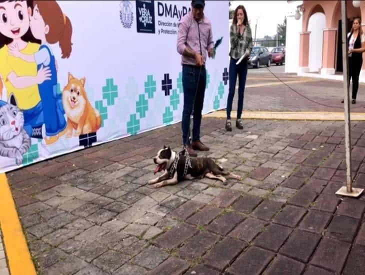 Buscan hogar para perros y gatos en Expo Adopta Virtual Veracruz 2024