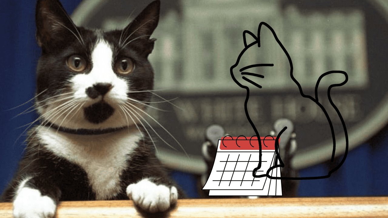 Día Internacional del Gato: ¿Por qué se celebra el 20 de febrero?