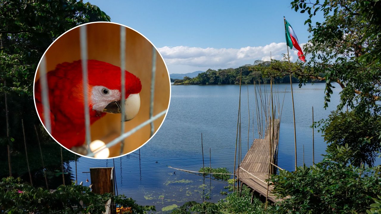 Liberan guacamayas rojas nacidas en el Aquarium de Veracruz en Reserva Ecológica de Nanciyaga
