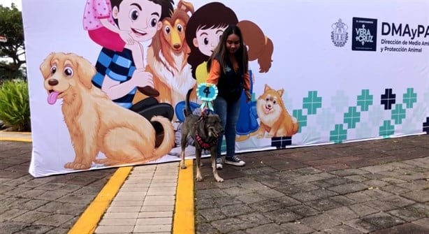 Buscan hogar para perros y gatos en Expo Adopta Virtual Veracruz 2024