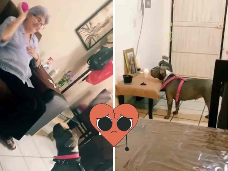 Perro pitbull extraña a abuelita fallecida y conmueve a las redes (+Video)