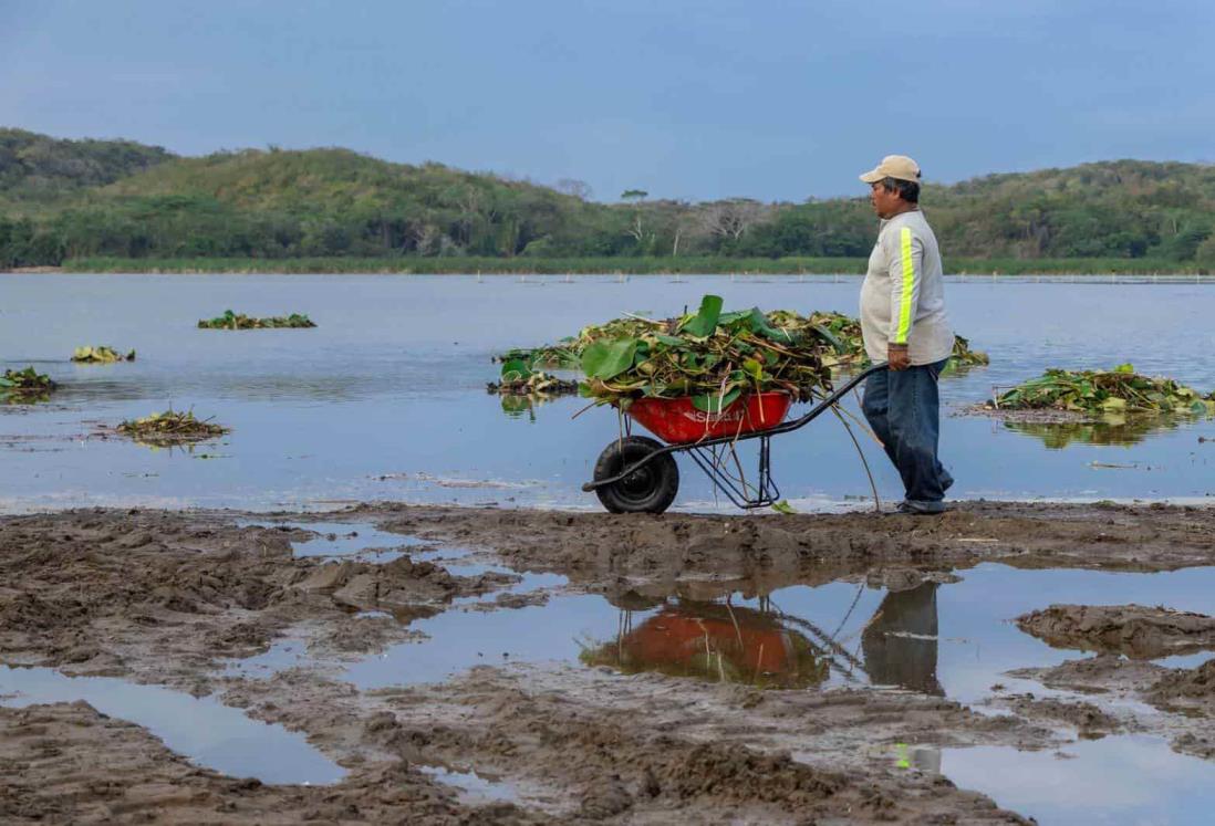 Así avanza el rescate de la laguna más grande de Veracruz | FOTOS