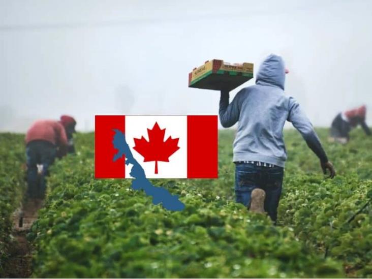 ¡Alerta! Fraudes complican migración de veracruzanos a Canadá: 70% de solicitudes rechazadas