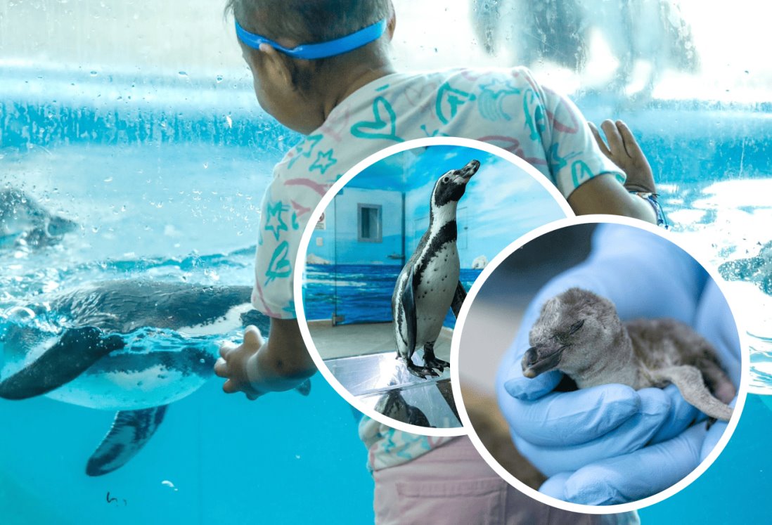 Nace pingüino en el acuario de Veracruz