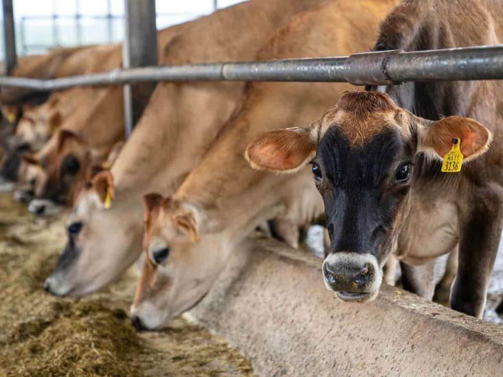 En Orizaba, llaman a ganaderos a aplicar vacunas contra rabia bovina