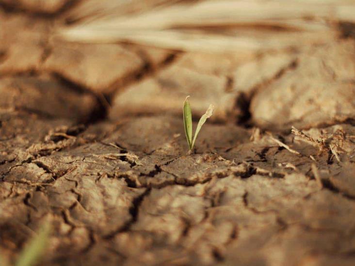 Sequía afectó casi 4 mil hectáreas en Veracruz; activan seguro agrícola