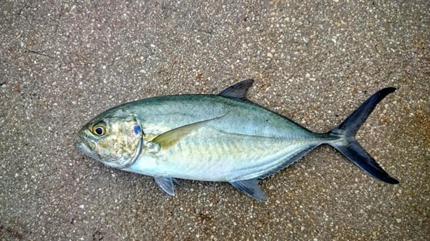 ¿Qué pescados son ricos y económicos para consumir en Cuaresma?
