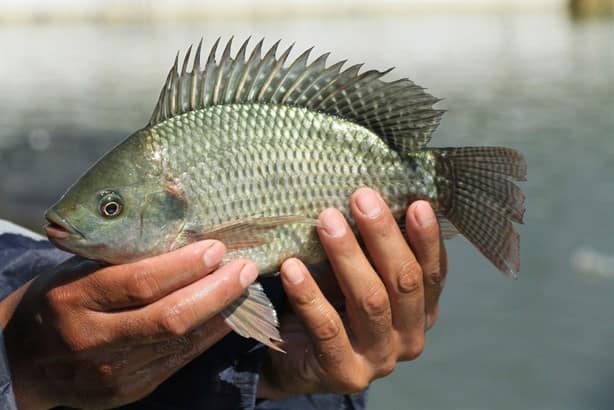 ¿Qué pescados son ricos y económicos para consumir en Cuaresma?