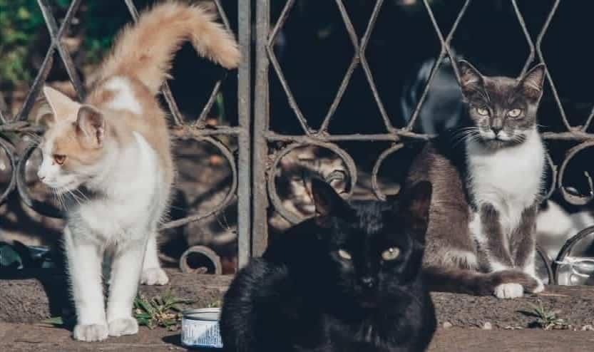 ¡La escena gótica de Xalapa se suma a la ayuda para gatitos!