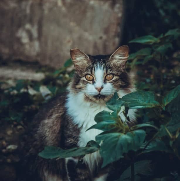 ¡La escena gótica de Xalapa se suma a la ayuda para gatitos!