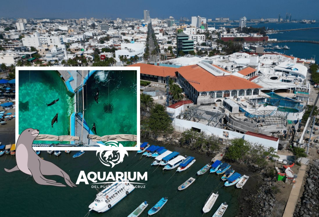 Así se ven los lobos marinos que llegaron al Aquarium de Veracruz