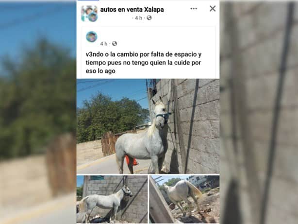 ¿Maltrato animal en Xalapa?: venta de caballo indigna en redes sociales