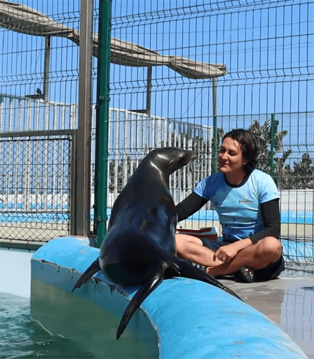 ¿Son diferentes las focas o los lobos marinos del acuario de Veracruz? Te explicamos