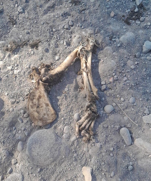 Hallazgo de huesos sorprende en Veracruz