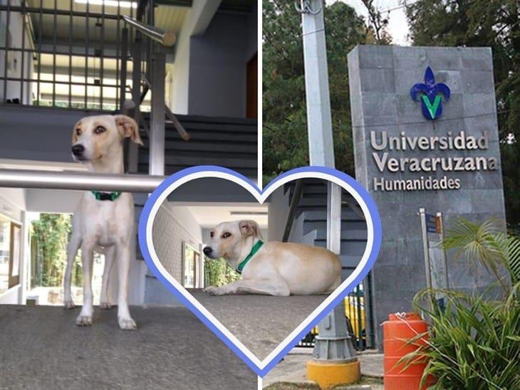 Luna, la cachorra de la Facultad de Humanidades: ¿Cómo llegó a la UV? 