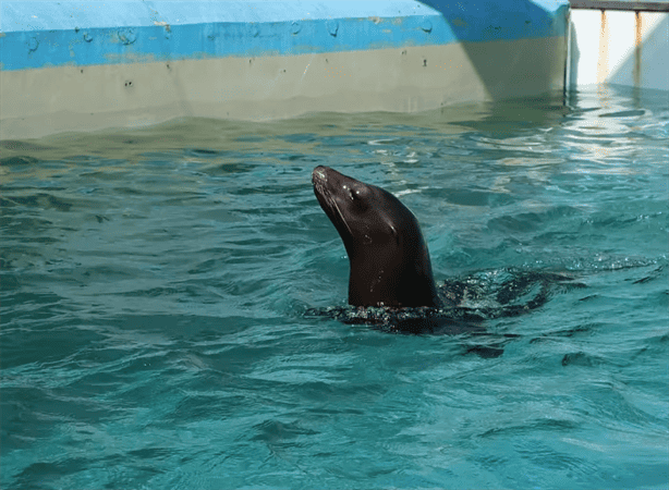 No hay fecha para apertura de lobario en acuario de Veracruz