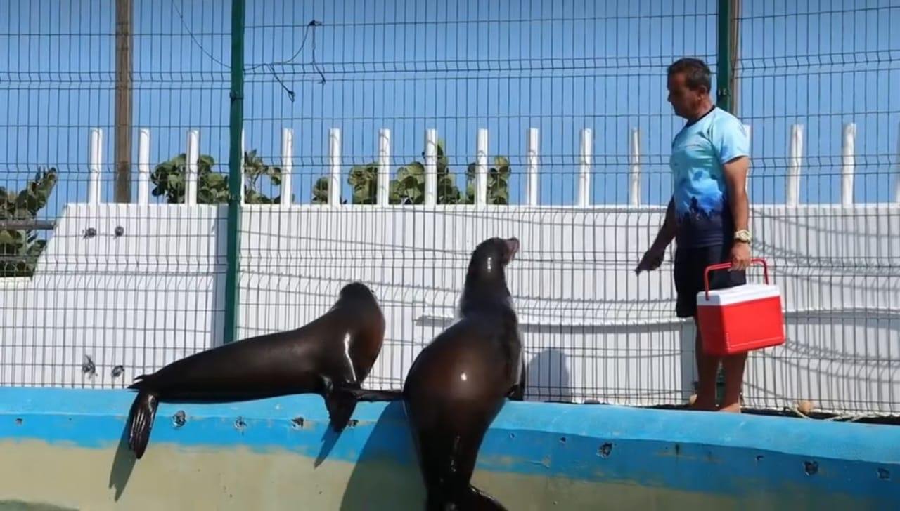 Aquarium de Veracruz tiene como meta lograr la reproducción de los lobos marinos