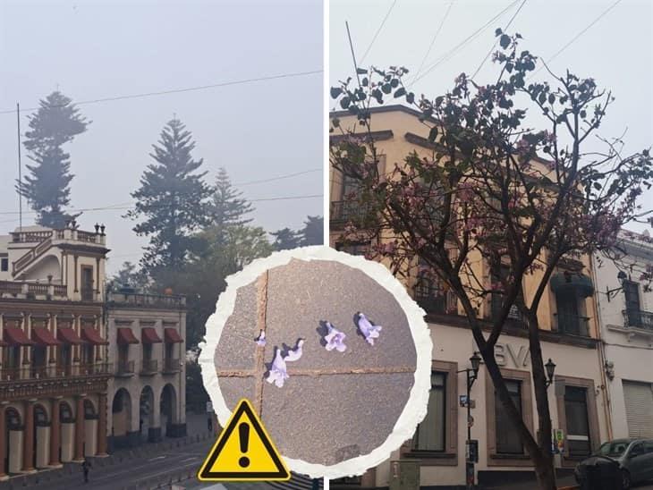 ¿Jacarandas en Xalapa?; se adelantan en invierno 