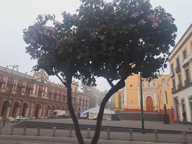¿Jacarandas en Xalapa?; se adelantan en invierno 