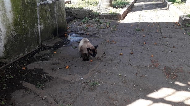 ¡Cuidado! Alertan por sacrificio de gatos en rituales de magia negra