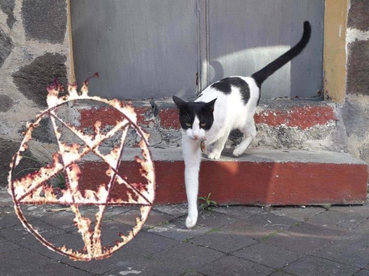 ¡Cuidado! Alertan por sacrificio de gatos en rituales de magia negra