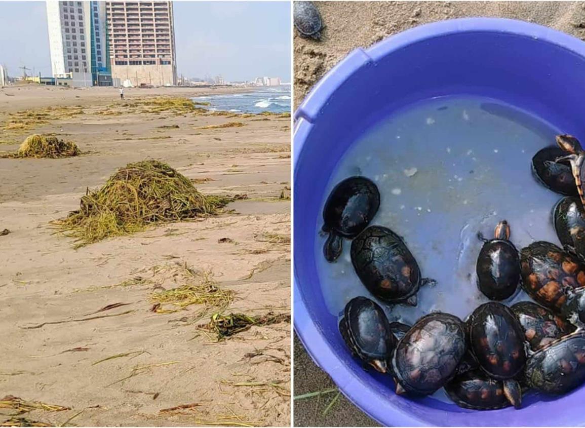 Resguardan decenas de pochitoques y un lagarto en la playa de Coatzacoalcos l VIDEO