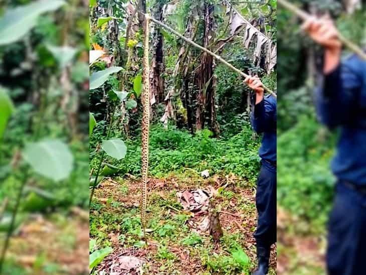 Campesino es atacado por Nauyaca en Misantla