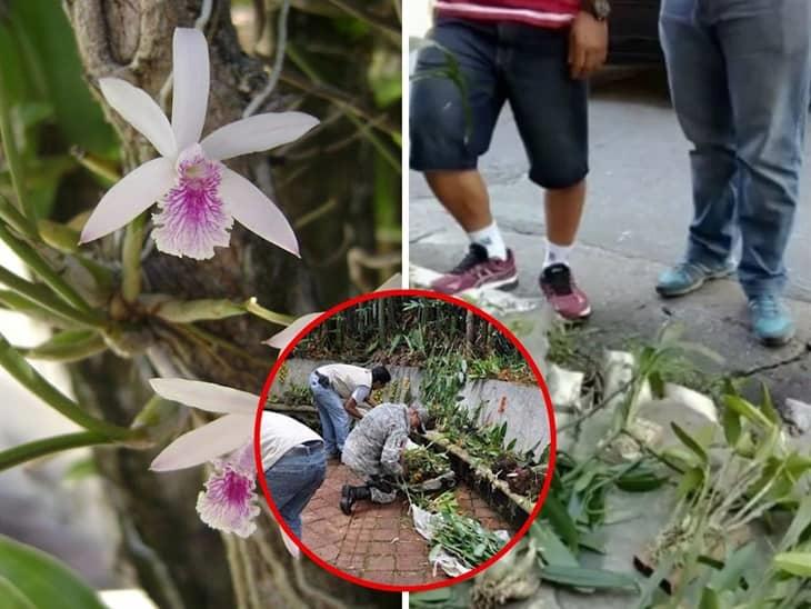 Por tráfico ilegal, orquídeas están en peligro de extinción en Veracruz 