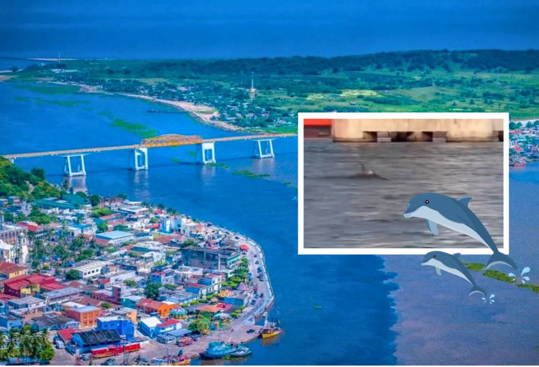 Avistan delfines en playas de Alvarado, Veracruz| VIDEO