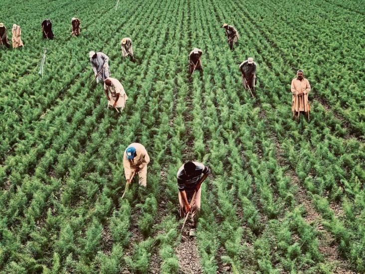 Alerta STPSP sobre estafas a trabajadores agrícolas de Veracruz