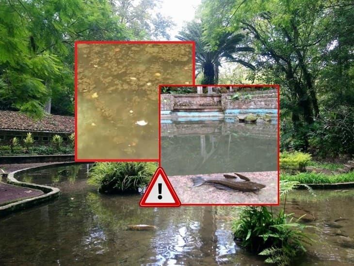 Parque Los Tecajetes: visitantes denuncian a peces y tortugas en completo olvido 