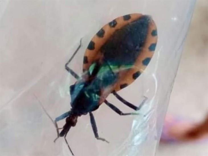 Incrementan contagios de Mal de Chagas en Misantla