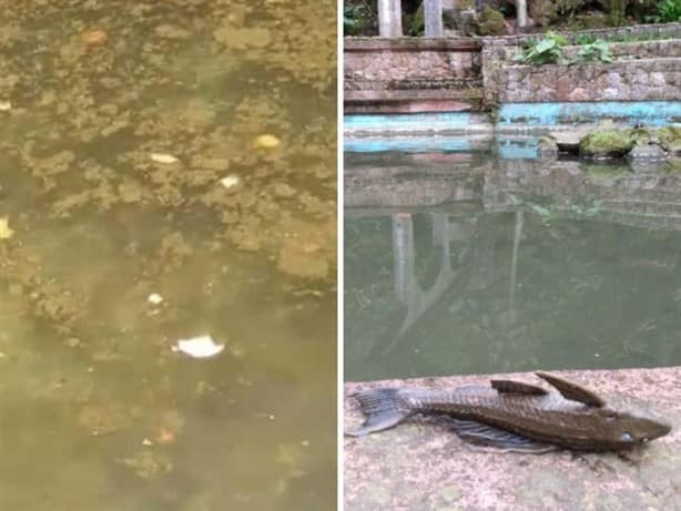 Parque Los Tecajetes: visitantes denuncian a peces y tortugas en completo olvido 