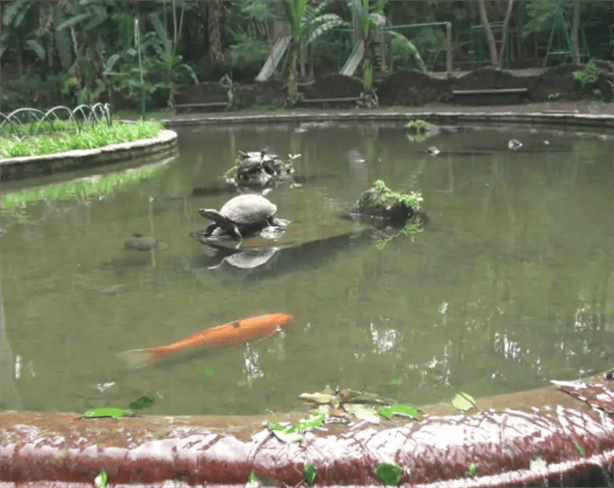 Parque Los Tecajetes: visitantes denuncian a peces y tortugas en completo olvido 