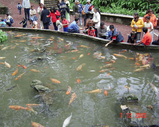 Parque Los Tecajetes: visitantes denuncian a peces y tortugas en completo olvido 