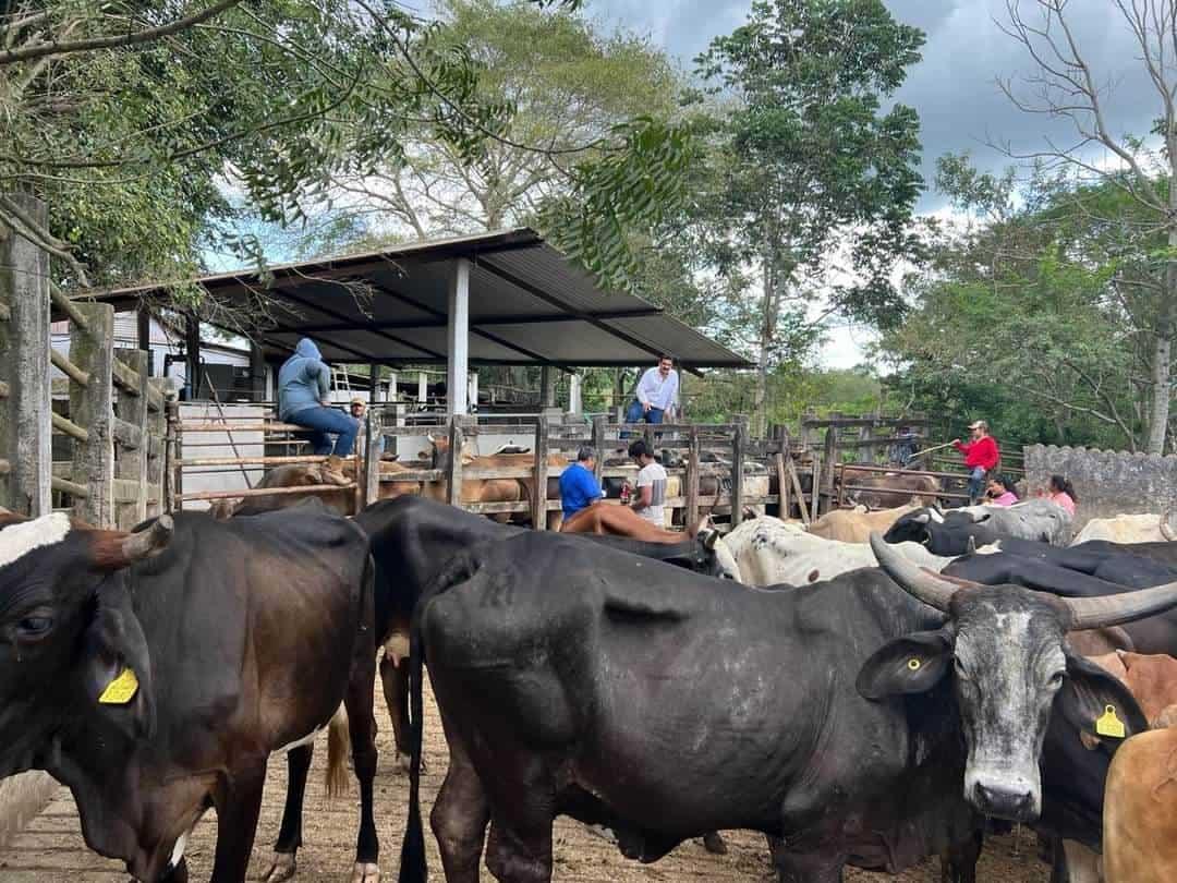 Soconusco avanza con barrido de tuberculosis y brucelosis, van 1500 cabezas de ganado aprobadas