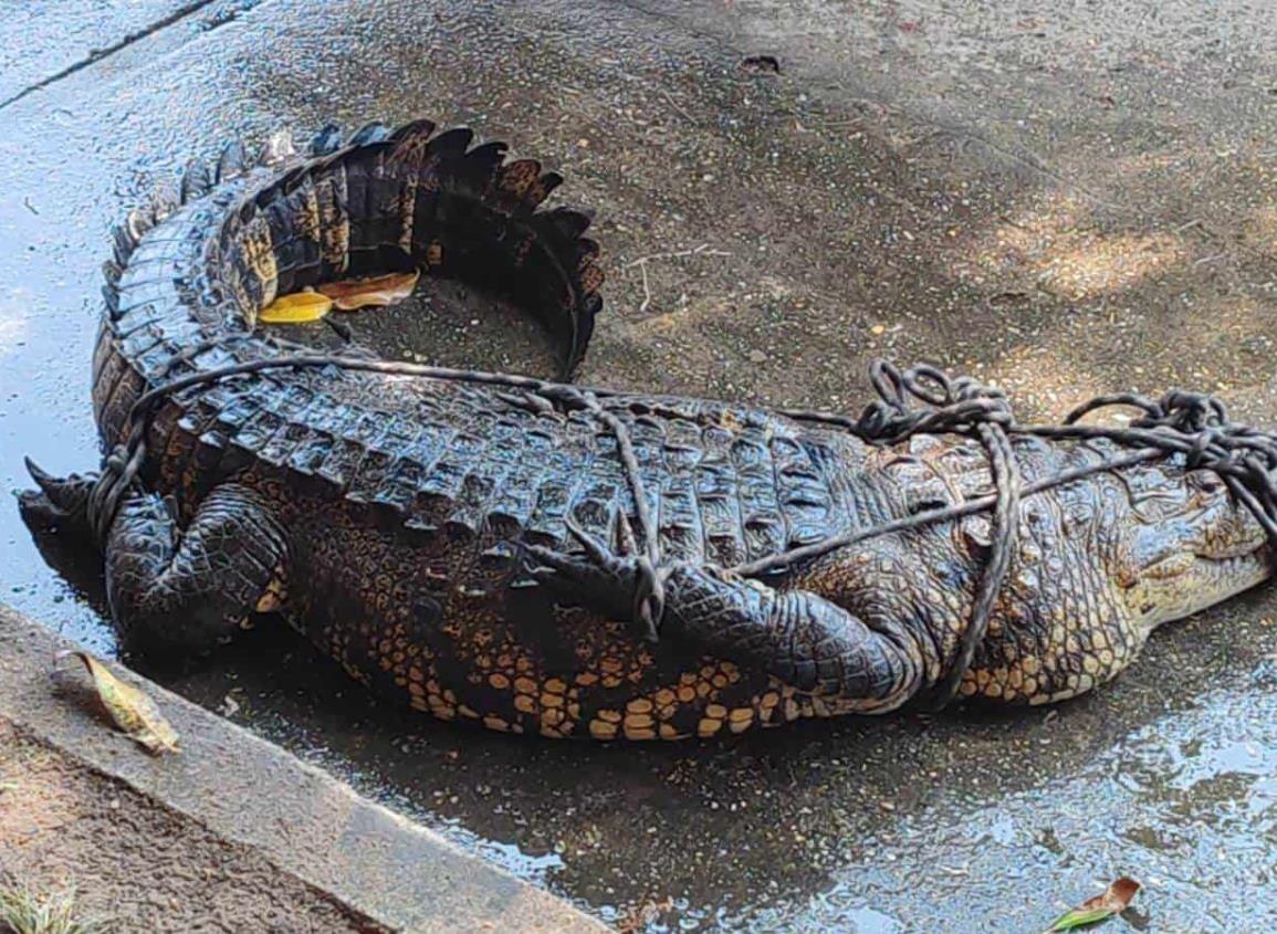 Impresionante cocodrilo de 150 kilos fue capturado en Coatzacoalcos | VIDEO