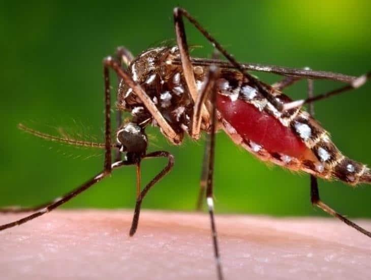 Sigue estas recomendaciones para combatir el dengue, zika o chikungunya en Coatzacoalcos