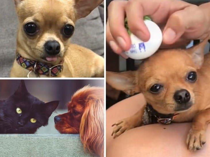 ¿Malas vibras?; cuida a tu mascota con este ritual