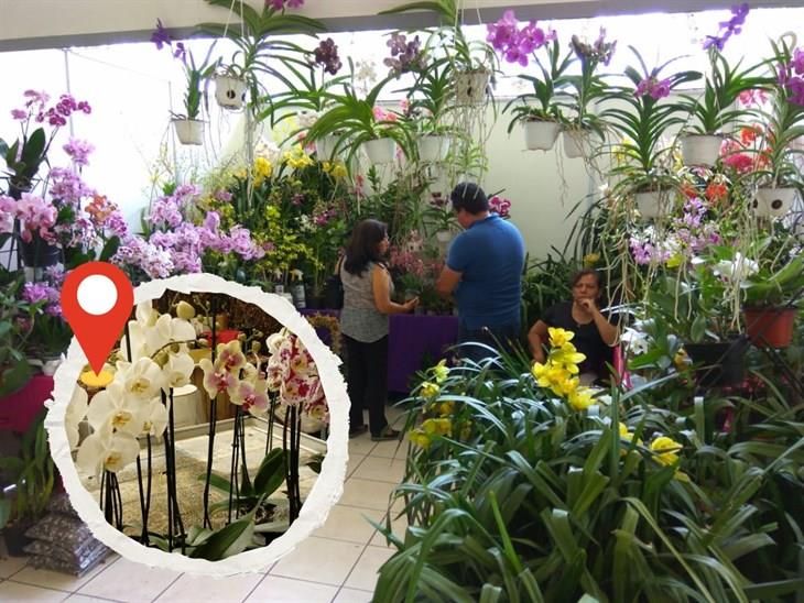 Invitan a Festival de la Orquídea en Veracruz 