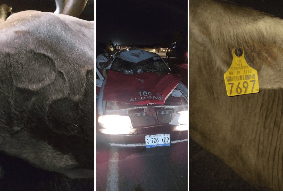 Fuerte accidente en carretera se cobra la vida de una vaca en Alvarado