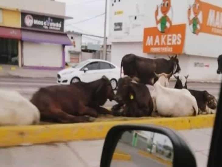 Alertan por vacas dando un paseo en calles de Veracruz